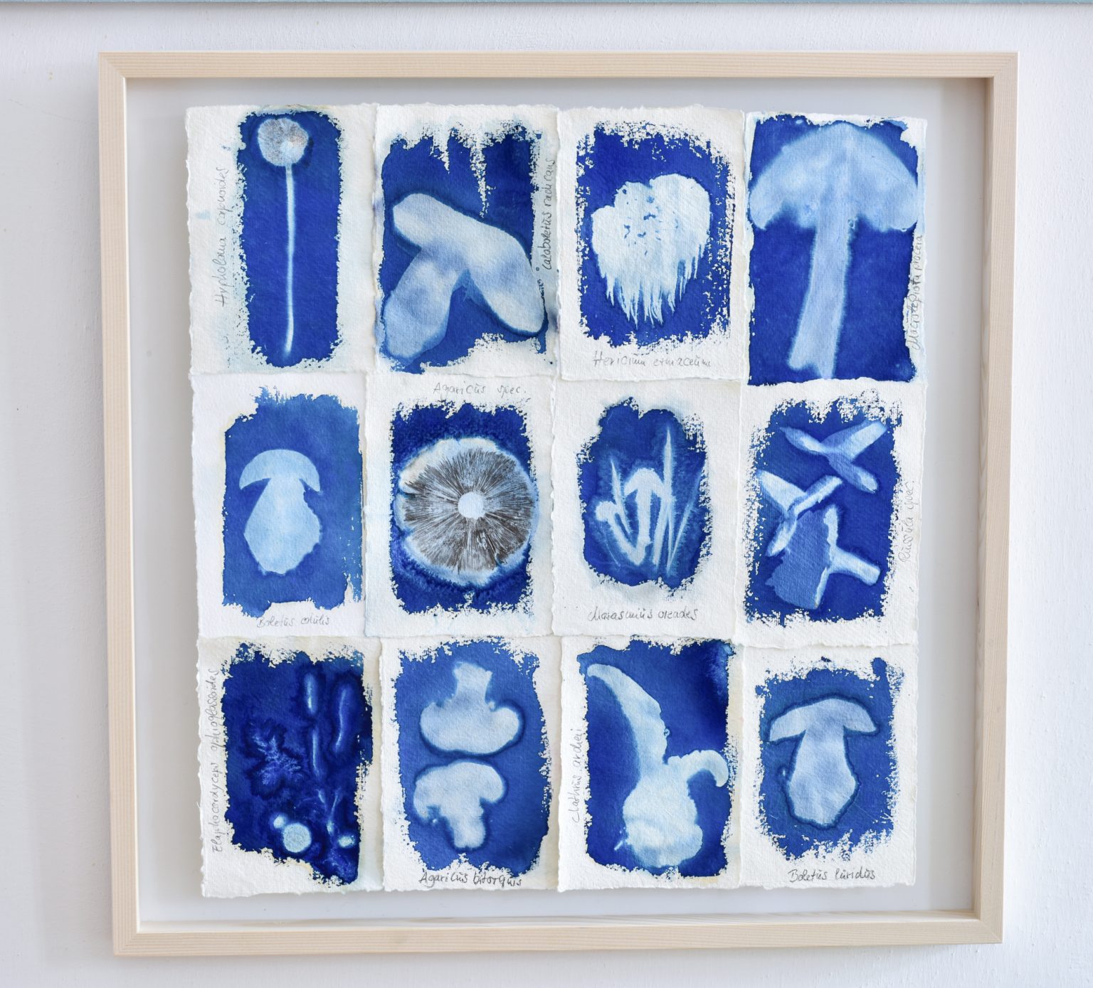 Mushroom Cyanotypie FungiPaper